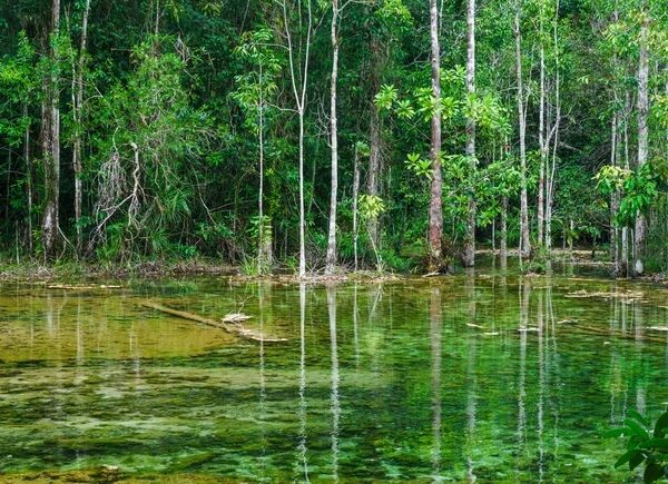 Bäume und Wald in der Nähe des smaragdgrünen Teiches in Krabi, Thailand — Stockfoto