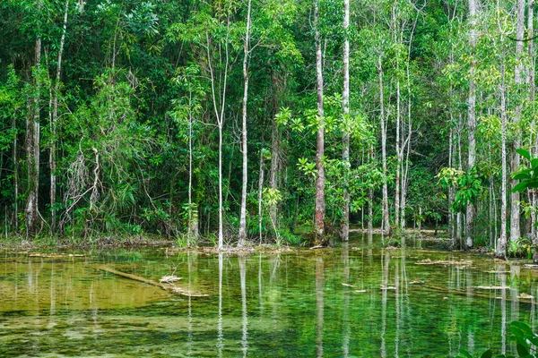Grüne Wälder und Flüsse in Krabi, Thailand — Stockfoto