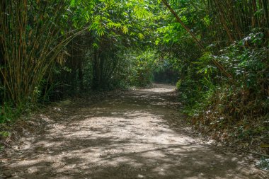 Ağaçlar tünel ve toprak yola ormandaki