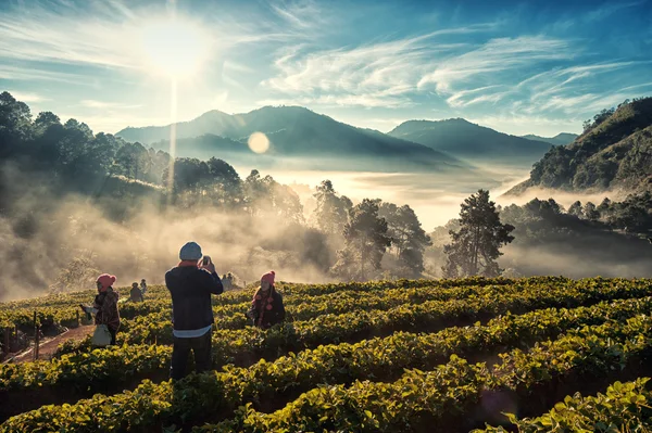 Sabah DOI Angkhang ışık