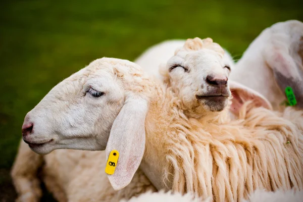 Happy Sheep — Stock Photo, Image