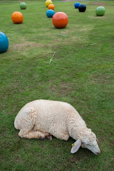 Спящие овцы — стоковое фото