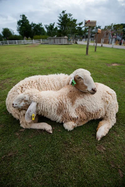 Pair of sheep — Stock Photo, Image