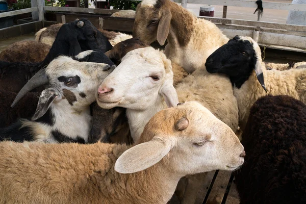 Small goat stable — Stock Photo, Image