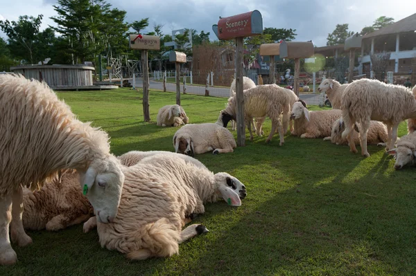 Sheep rest on the grass field — Stock Photo, Image