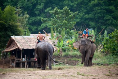 Kanchanaburi, Tayland için fil Köyü