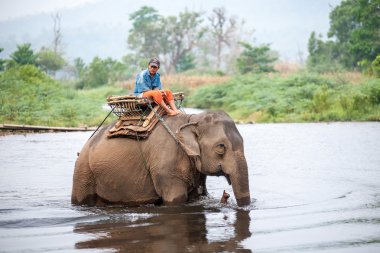 Tay fil nehre yürüyen bir fil sürme.