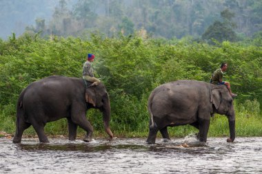 Tay mahouts filler nehre at binme.