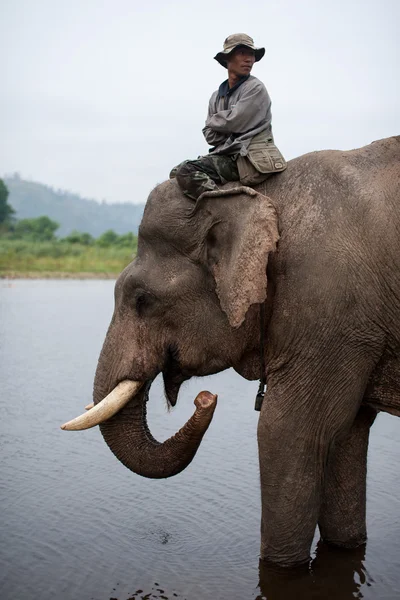 Thailändska mahouten ridning en elefant — Stockfoto