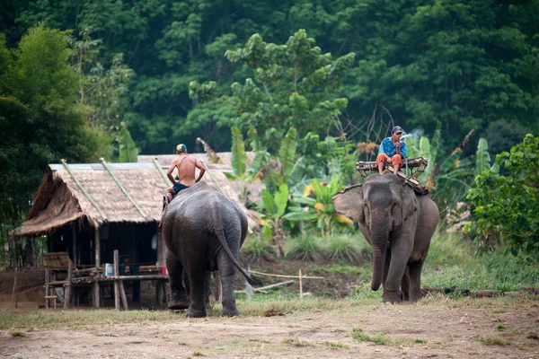 Elephant village i Kanchanaburi, Thailand — Stockfoto