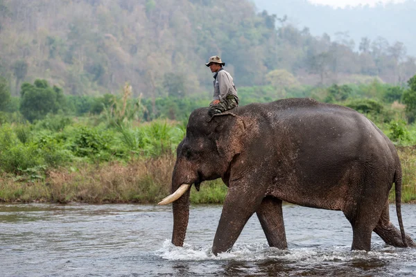 Mahout cabalgando elefante en el río . —  Fotos de Stock