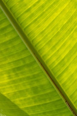 Yeşil muz yaprağı arka plan bulanık