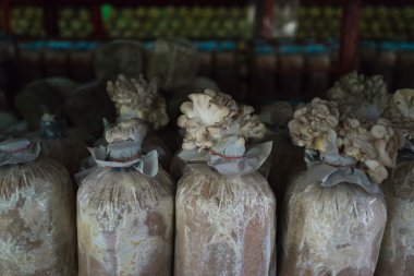 Plastik torbalar büyüyen mantar