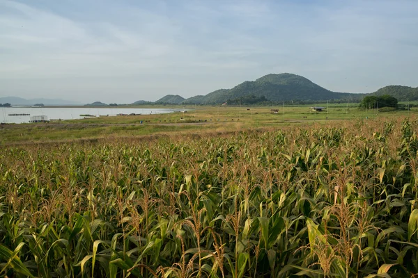 Corn gård nära sjön i landsbygden Thailand — Stockfoto