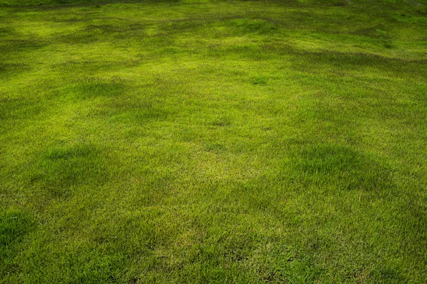 Campo di erba verde con texture marrone — Foto Stock