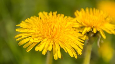 Flora ve fauna. Çiçekler ve böcekler
