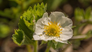 Flora ve fauna. Çiçekler ve böcekler