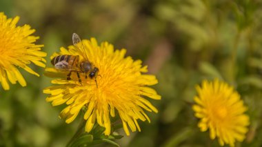 Flora ve fauna. Çiçekler ve böcekler