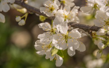 Bahar çiçekli bahçeleri