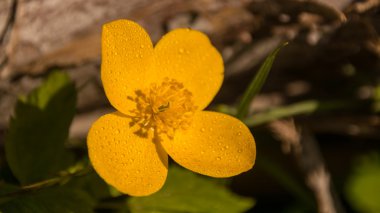 Bahar çiçekli bahçeleri