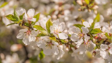 Bahar çiçekli bahçeleri