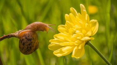 Salyangoz, hayvanlar ve bitkiler