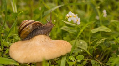 Salyangoz, hayvanlar ve bitkiler