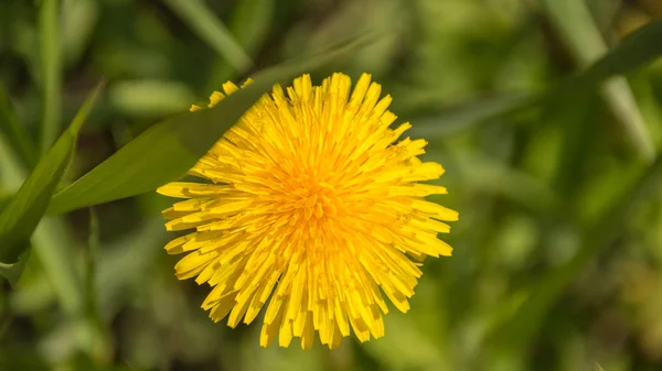 Blühende Gärten im Frühling — Stockfoto