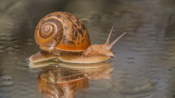Snails, animals and plants