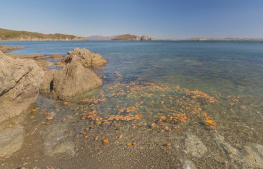 Japon deniz, Rusya Federasyonu