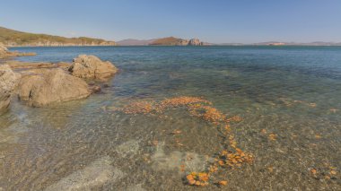 Japon deniz, Rusya Federasyonu