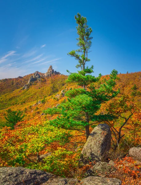 Hösten Taiga Bergen Primorsky Territorium Ryssland — Stockfoto