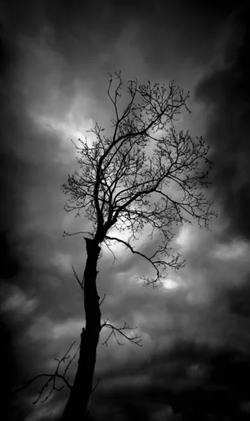 Foto Blanco Negro Árbol Otoño Contra Cielo Oscuro — Foto de Stock