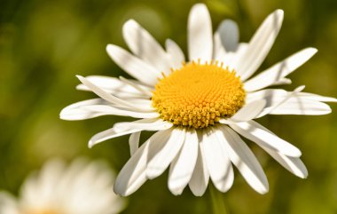 Papatya ve krizantem. Yaz çiçek.