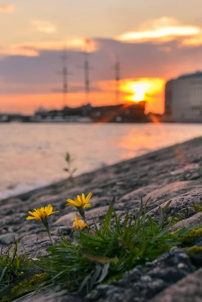 Las vistas de San Petersburgo —  Fotos de Stock