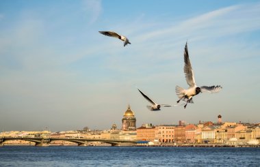 Köprü ve kuşlar Saint-Petersburg