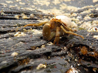 Su altı Deniz Hayatı