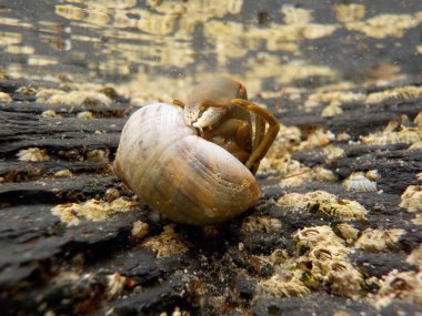 Su altı Deniz Hayatı