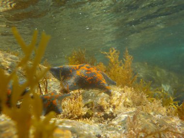 Su altı Deniz Hayatı