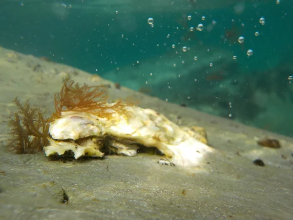 Vida marina submarina —  Fotos de Stock