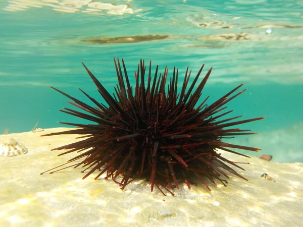 Onderwater leven op zee — Stockfoto