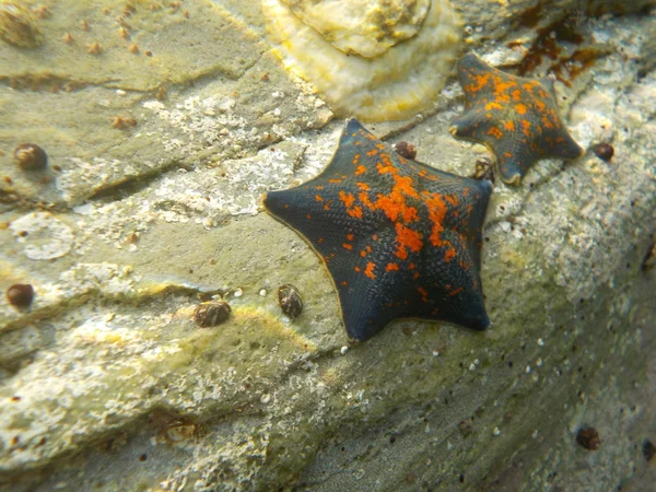 Vida marinha subaquática — Fotografia de Stock