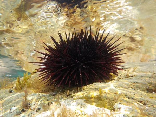 Underwater marine life