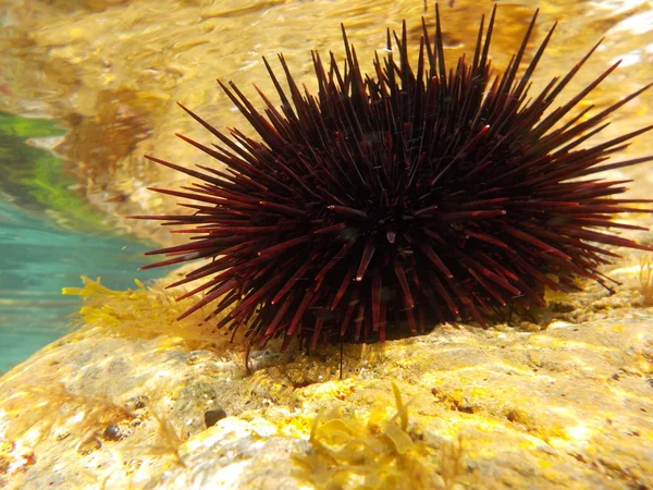 Underwater marine life