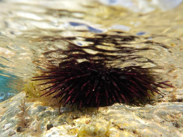 水中の海洋生物 — ストック写真