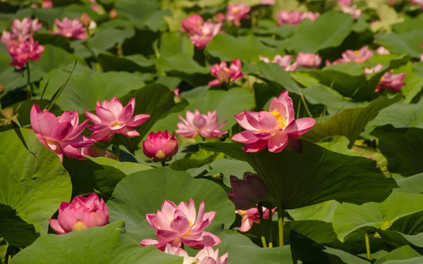 Le lac des fleurs de Lotus — Photo