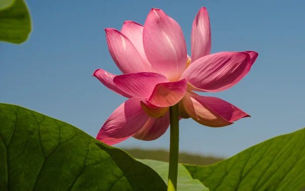 Le lac des fleurs de Lotus — Photo