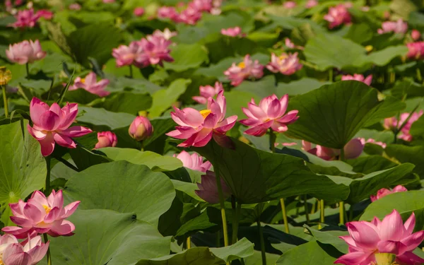 Le lac des fleurs de Lotus — Photo