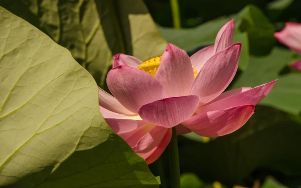 Le lac des fleurs de Lotus — Photo