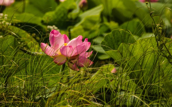 Le lac des fleurs de Lotus — Photo